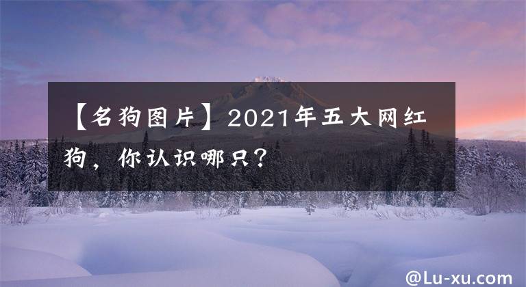 【名狗圖片】2021年五大網(wǎng)紅狗，你認(rèn)識哪只？