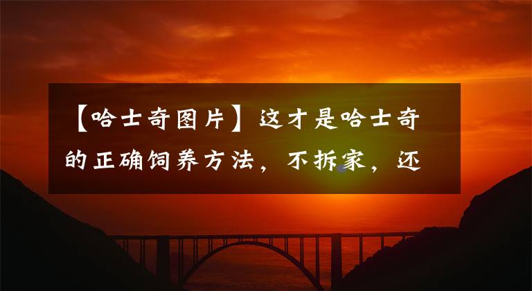 【哈士奇圖片】這才是哈士奇的正確飼養(yǎng)方法，不拆家，還會幫主人干活