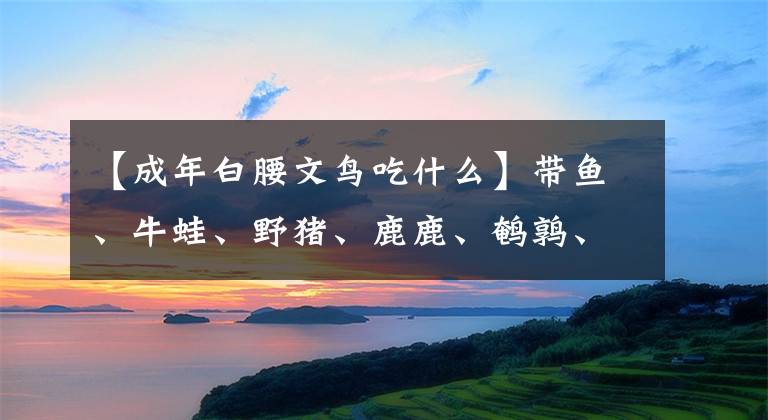 【成年白腰文鳥吃什么】帶魚、牛蛙、野豬、鹿鹿、鵪鶉、鴿子，到底什么動物不能吃？