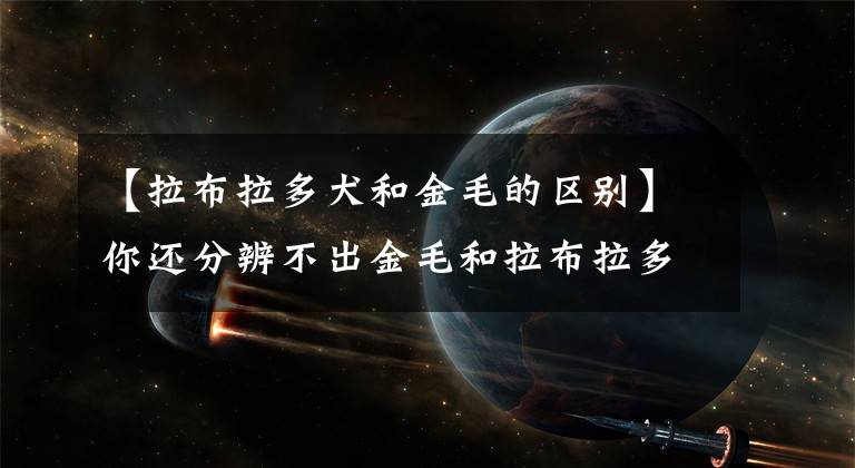 【拉布拉多犬和金毛的區(qū)別】你還分辨不出金毛和拉布拉多犬嗎？看后一目了然！