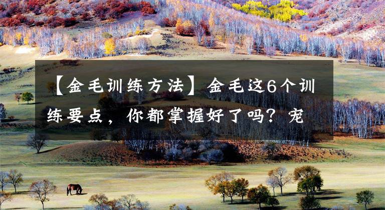 【金毛訓(xùn)練方法】金毛這6個訓(xùn)練要點，你都掌握好了嗎？寵主：全部都掌握了