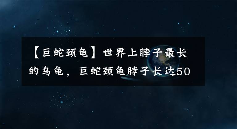 【巨蛇頸龜】世界上脖子最長(zhǎng)的烏龜，巨蛇頸龜脖子長(zhǎng)達(dá)50CM