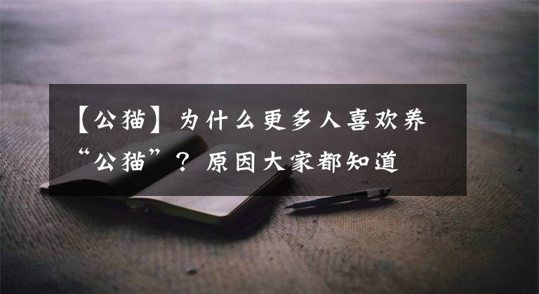 【公貓】為什么更多人喜歡養(yǎng)“公貓”？原因大家都知道