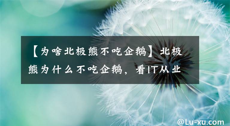 【為啥北極熊不吃企鵝】北極熊為什么不吃企鵝，看IT從業(yè)者的回答有點(diǎn)意思