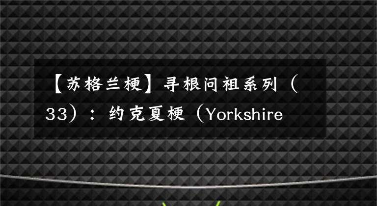 【蘇格蘭?！繉じ鶈栕嫦盗校?3）：約克夏梗（Yorkshire Terrier）