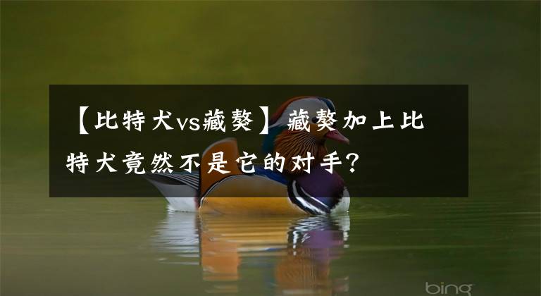 【比特犬vs藏獒】藏獒加上比特犬竟然不是它的對手？