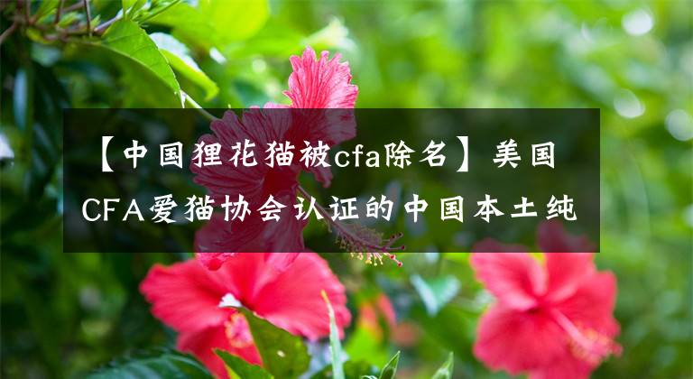 【中國貍花貓被cfa除名】美國CFA愛貓協(xié)會認證的中國本土純種貓---貍花貓！