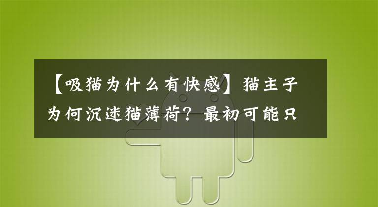 【吸貓為什么有快感】貓主子為何沉迷貓薄荷？最初可能只是為了驅(qū)蚊