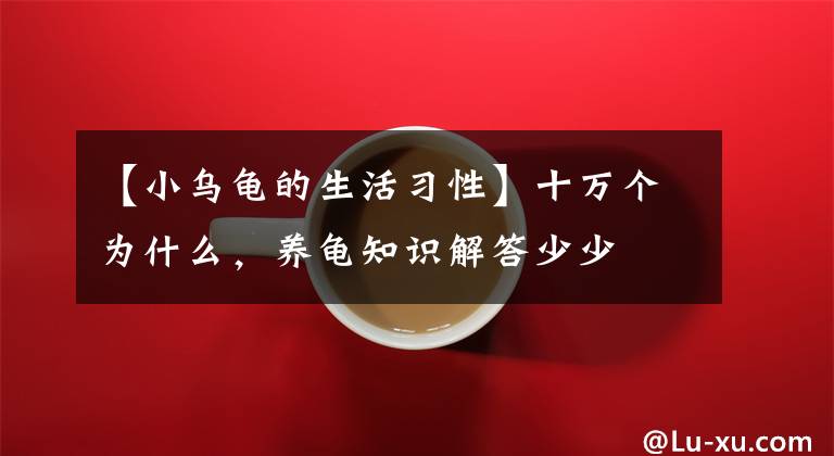 【小烏龜?shù)纳盍?xí)性】十萬(wàn)個(gè)為什么，養(yǎng)龜知識(shí)解答少少