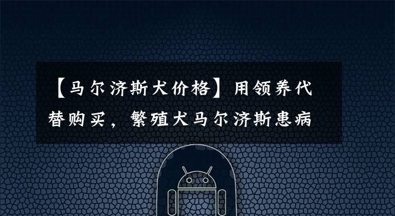 【馬爾濟(jì)斯犬價(jià)格】用領(lǐng)養(yǎng)代替購買，繁殖犬馬爾濟(jì)斯患病被拋棄 ，一生都在經(jīng)歷煉獄