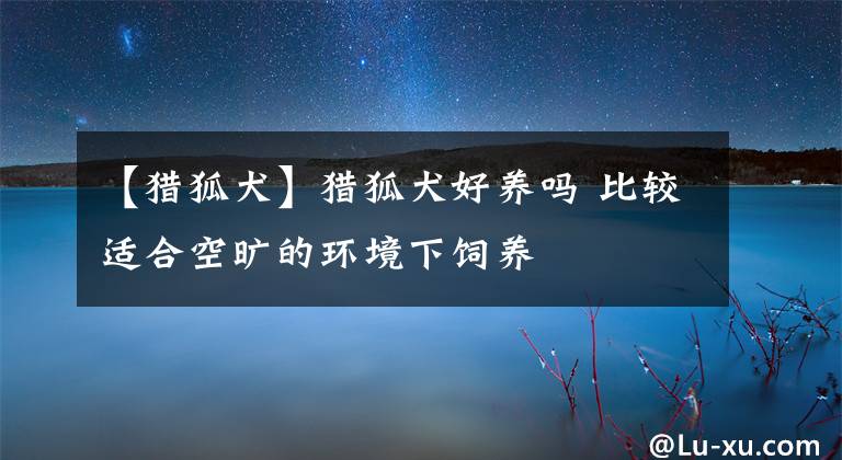 【獵狐犬】獵狐犬好養(yǎng)嗎 比較適合空曠的環(huán)境下飼養(yǎng)