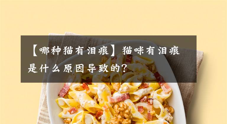 【哪種貓有淚痕】貓咪有淚痕是什么原因導致的？