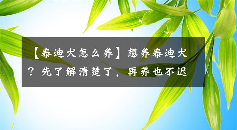 【泰迪犬怎么養(yǎng)】想養(yǎng)泰迪犬？先了解清楚了，再養(yǎng)也不遲