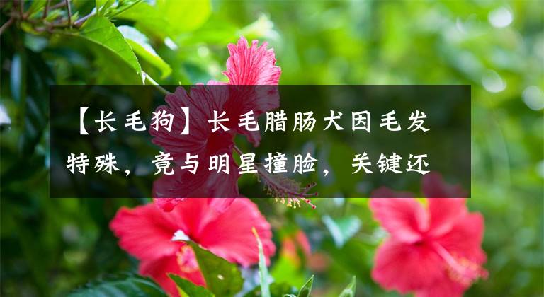 【長(zhǎng)毛狗】長(zhǎng)毛臘腸犬因毛發(fā)特殊，竟與明星撞臉，關(guān)鍵還是鏟屎官的偶像