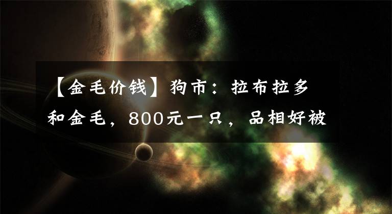 【金毛價錢】狗市：拉布拉多和金毛，800元一只，品相好被人全部預訂！