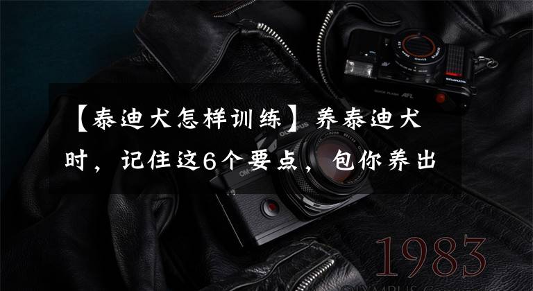 【泰迪犬怎樣訓練】養(yǎng)泰迪犬時，記住這6個要點，包你養(yǎng)出一只聰明又健康的狗