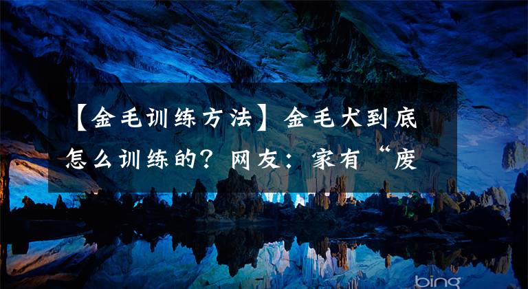 【金毛訓(xùn)練方法】金毛犬到底怎么訓(xùn)練的？網(wǎng)友：家有“廢狗”