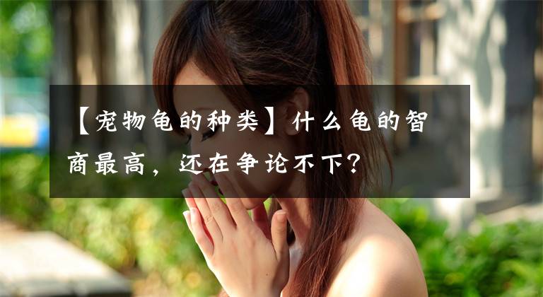 【寵物龜?shù)姆N類】什么龜?shù)闹巧套罡?，還在爭論不下？