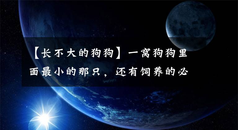 【長(zhǎng)不大的狗狗】一窩狗狗里面最小的那只，還有飼養(yǎng)的必要嗎？關(guān)于瘦弱狗崽那些事