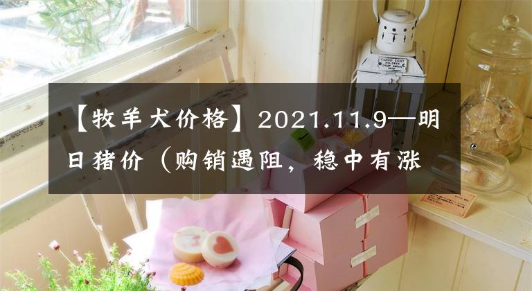 【牧羊犬價(jià)格】2021.11.9—明日豬價(jià)（購銷遇阻，穩(wěn)中有漲?。?></a></div> <div   id=