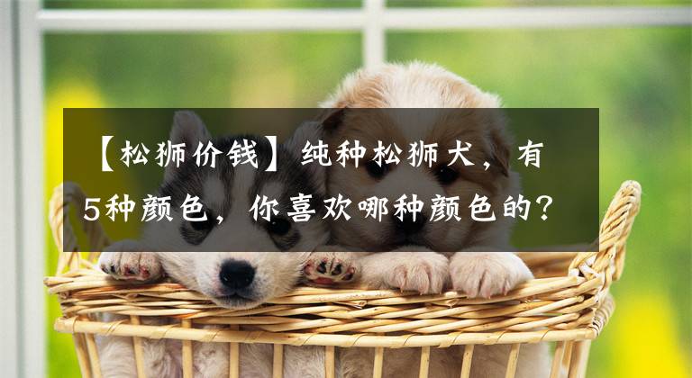 【松獅價錢】純種松獅犬，有5種顏色，你喜歡哪種顏色的？