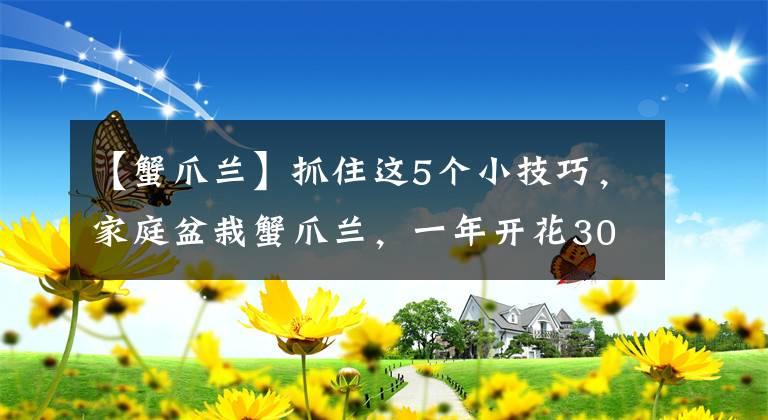 【蟹爪蘭】抓住這5個小技巧，家庭盆栽蟹爪蘭，一年開花300天不是問題