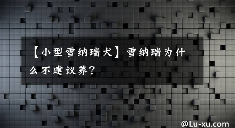 【小型雪納瑞犬】雪納瑞為什么不建議養(yǎng)？