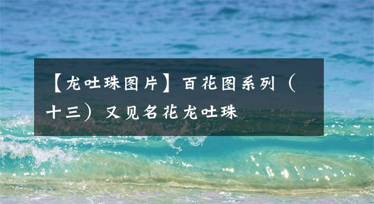 【龍吐珠圖片】百花圖系列（十三）又見名花龍吐珠