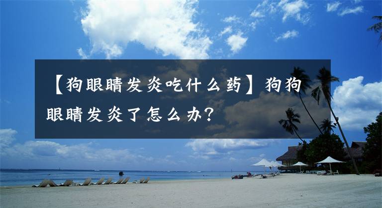 【狗眼睛發(fā)炎吃什么藥】狗狗眼睛發(fā)炎了怎么辦？