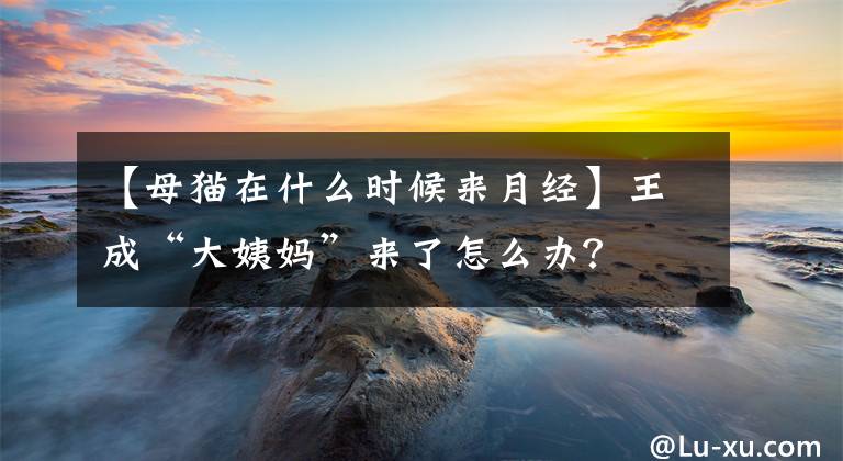 【母貓在什么時候來月經(jīng)】王成“大姨媽”來了怎么辦？