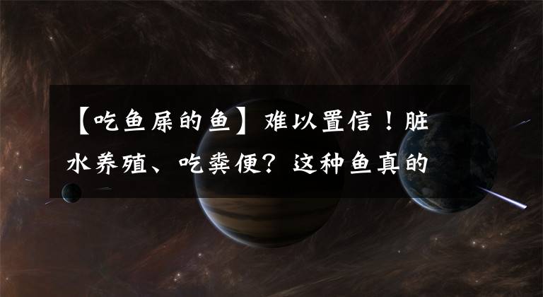 【吃魚屎的魚】難以置信！臟水養(yǎng)殖、吃糞便？這種魚真的是"垃圾魚"？很多人還在吃……