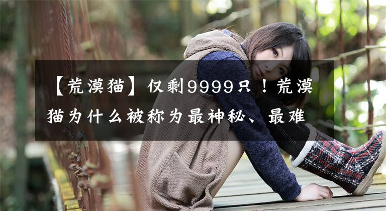 【荒漠貓】僅剩9999只！荒漠貓為什么被稱為最神秘、最難養(yǎng)的貓科動物