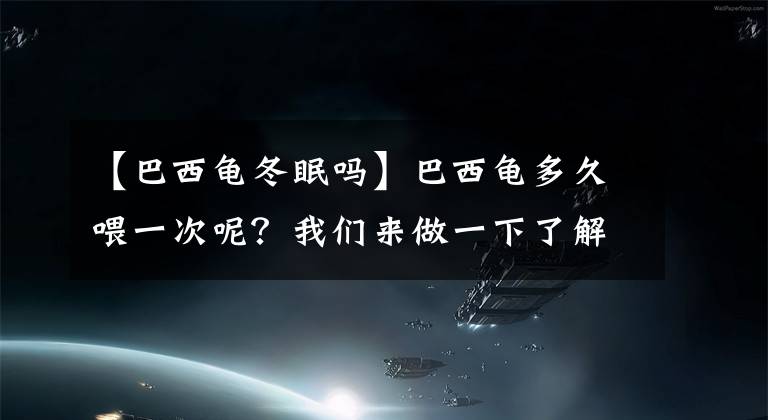 【巴西龜冬眠嗎】巴西龜多久喂一次呢？我們來(lái)做一下了解