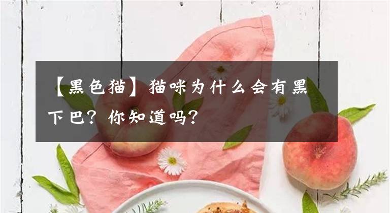 【黑色貓】貓咪為什么會有黑下巴？你知道嗎？