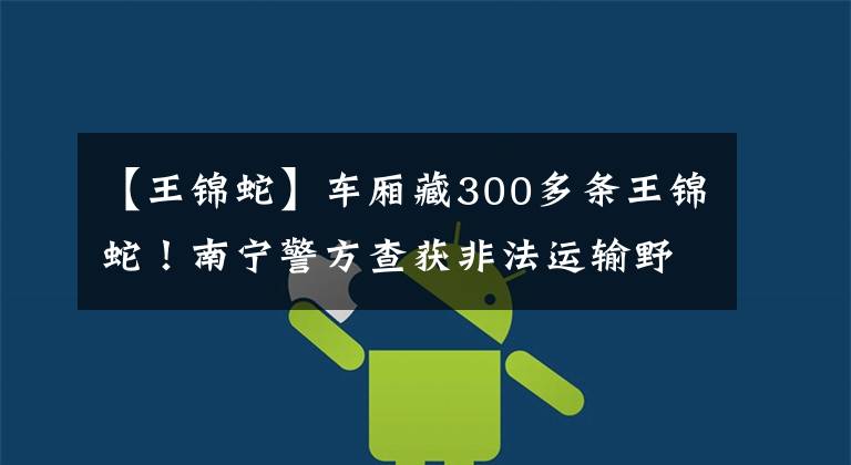 【王錦蛇】車廂藏300多條王錦蛇！南寧警方查獲非法運輸野生保護動物案