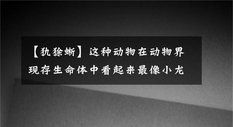 【犰狳蜥】這種動物在動物界現(xiàn)存生命體中看起來最像小龍