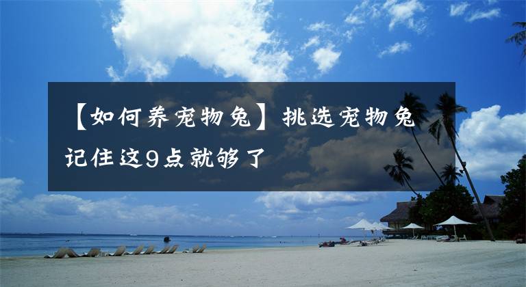 【如何養(yǎng)寵物兔】挑選寵物兔記住這9點(diǎn)就夠了