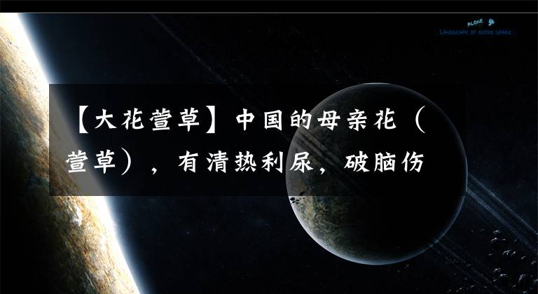 【大花萱草】中國的母親花（萱草），有清熱利尿，破腦傷風(fēng)，通經(jīng)，乳腺炎功效