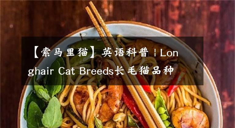 【索馬里貓】英語科普 | Longhair Cat Breeds長毛貓品種大全