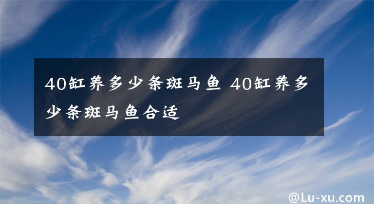 40缸養(yǎng)多少條斑馬魚 40缸養(yǎng)多少條斑馬魚合適