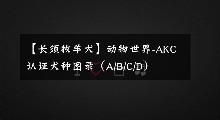 【長須牧羊犬】動物世界-AKC認證犬種圖錄（A/B/C/D）