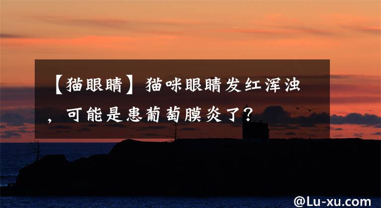 【貓眼睛】貓咪眼睛發(fā)紅渾濁，可能是患葡萄膜炎了？