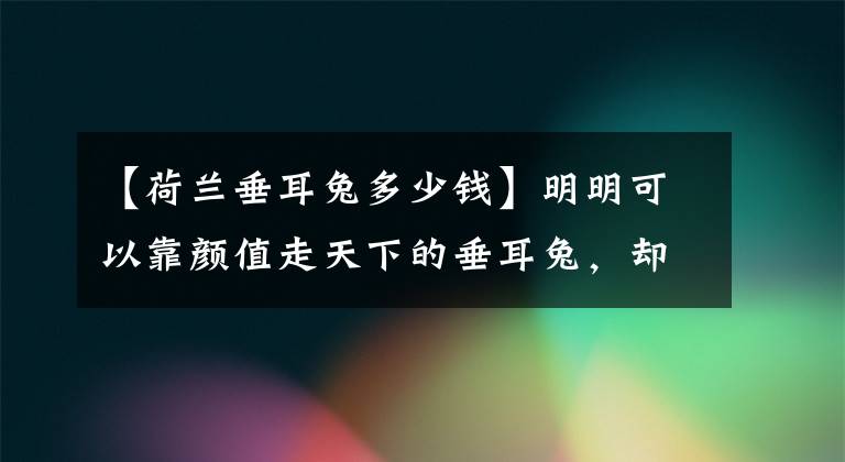 【荷蘭垂耳兔多少錢】明明可以靠顏值走天下的垂耳兔，卻偏偏每天以賣萌為生