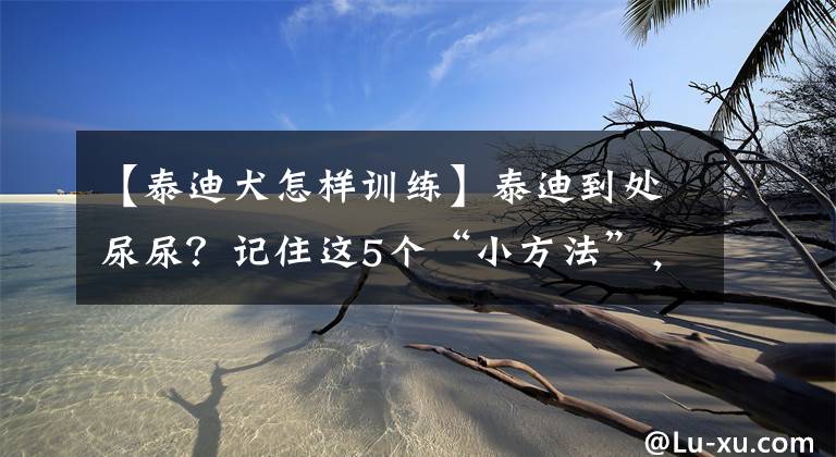 【泰迪犬怎樣訓練】泰迪到處尿尿？記住這5個“小方法”，讓它輕松學會定點大小便