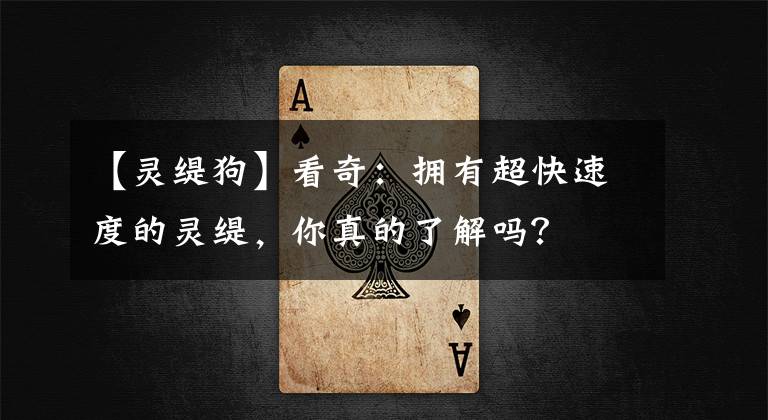 【靈緹狗】看奇：擁有超快速度的靈緹，你真的了解嗎？