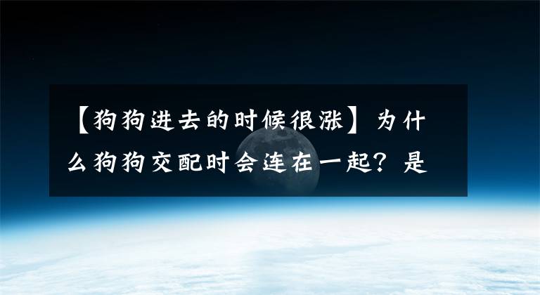 【狗狗進去的時候很漲】為什么狗狗交配時會連在一起？是狗狗特殊的生理結構所決定的