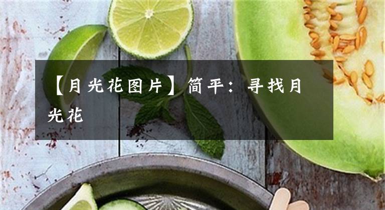 【月光花圖片】簡(jiǎn)平：尋找月光花