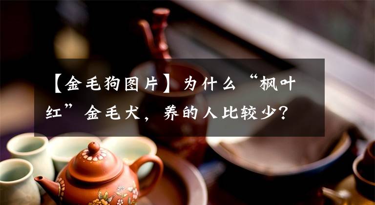 【金毛狗圖片】為什么“楓葉紅”金毛犬，養(yǎng)的人比較少？原因有5個