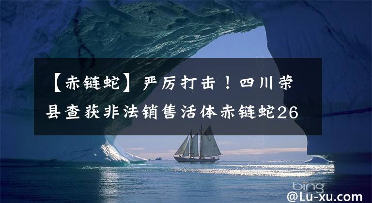 【赤鏈蛇】嚴(yán)厲打擊！四川榮縣查獲非法銷售活體赤鏈蛇26條