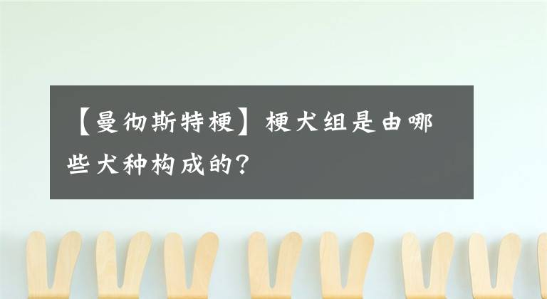 【曼徹斯特?！抗ＨM是由哪些犬種構成的？